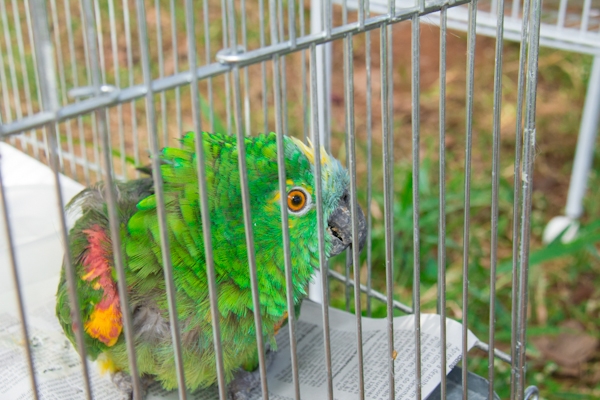 Os papagaios são os animais que mais são atendidos no Huet