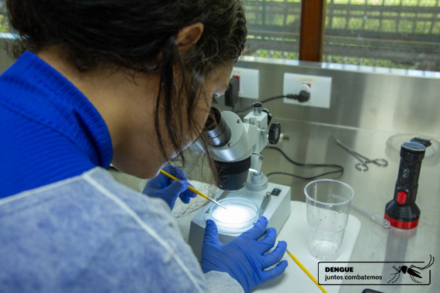 Estudante analisa pupas do mosquito Aedes aegypti em microscópio.