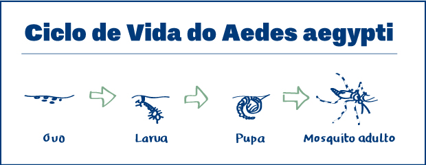 Os seis estágios da vida do mosquito Aedes aegypti. Arte: Marcelo Jatobá/Secom UnB